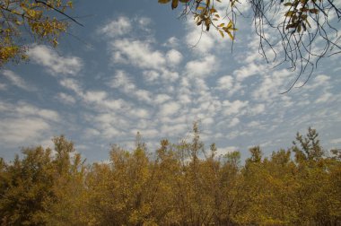 Niokolo Koba Ulusal Parkı 'ndaki orman ve bulutlar. Tambacounda. Senegal.