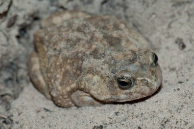 Niokolo Koba Ulusal Parkı 'nda Kurbağa. Tambacounda. Senegal.