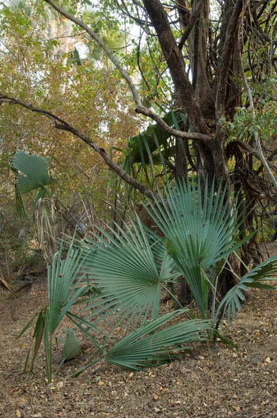 Niokolo Koba Ulusal Parkı Ndaki Bir Ormanda Palmiyeler Tambacounda Senegal — Stok fotoğraf