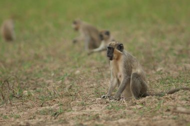 Çayırdaki yeşil maymunlar, Klorocebus Sabaeus. Niokolo Koba Ulusal Parkı. Tambacounda. Senegal.