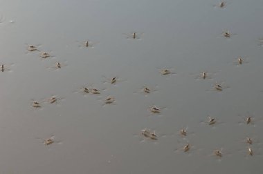 Gambiya Nehri 'ndeki Sucul hemiptera. Niokolo Koba Ulusal Parkı. Tambacounda. Senegal.