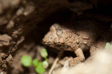 Gambiya Nehri kıyısında bir kurbağa. Niokolo Koba Ulusal Parkı. Tambacounda. Senegal.