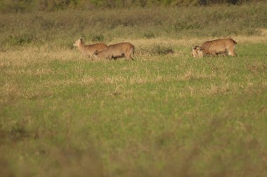 Şarkı söyleyen Kobus ellipsiprymnus untuosus. Dişiler otluyor. Niokolo Koba Ulusal Parkı. Tambacounda. Senegal.