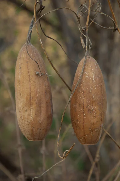 Fruits Hanging Niokolo Koba National Park Tambacounda Senegal — 图库照片