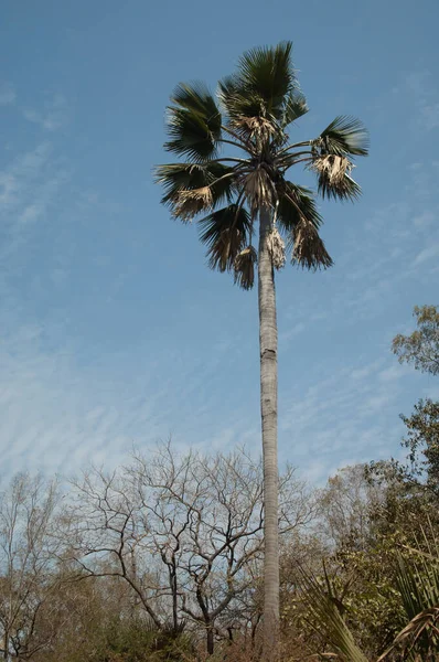 Palm Tree Niokolo Koba National Park Tambacounda Senegal — Φωτογραφία Αρχείου