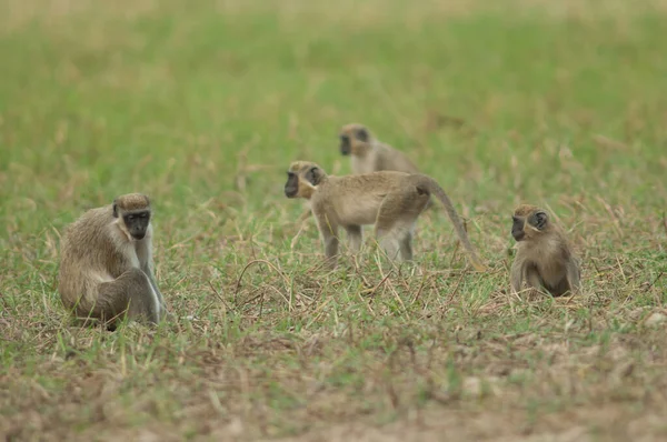 Çayırdaki yeşil maymunlar, Klorocebus Sabaeus. Niokolo Koba Ulusal Parkı. Tambacounda. Senegal.