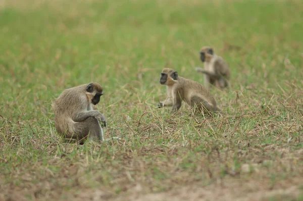 Green Monkeys Chlorocebus Sabaeus Meadow Niokolo Koba National Park Tambacounda — Stock Photo, Image