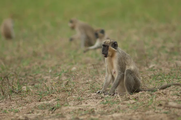 Çayırdaki yeşil maymunlar, Klorocebus Sabaeus. Niokolo Koba Ulusal Parkı. Tambacounda. Senegal.