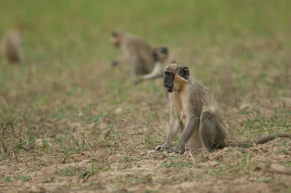 Зелені Мавпи Chlorocebus Sabaeus Лузі Національний Парк Ніоколо Коба Тамбакунда — стокове фото