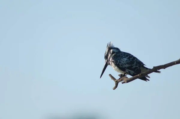 Pied Kingfisher Ceryle Rudis Branch Niokolo Koba National Park Tambacounda — Stock Photo, Image