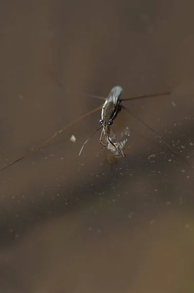 Aquatische Hemiptera Voeden Zich Met Een Insect Rivier Gambia Nationaal — Stockfoto