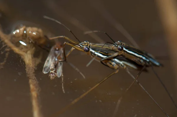Copulation Aquatic Hemiptera While Female Feeding Insect Gambia River Niokolo — 图库照片
