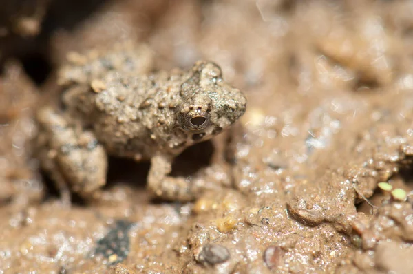 Frog Bank Gambia River Niokolo Koba National Park Tambacounda Senegal — ストック写真