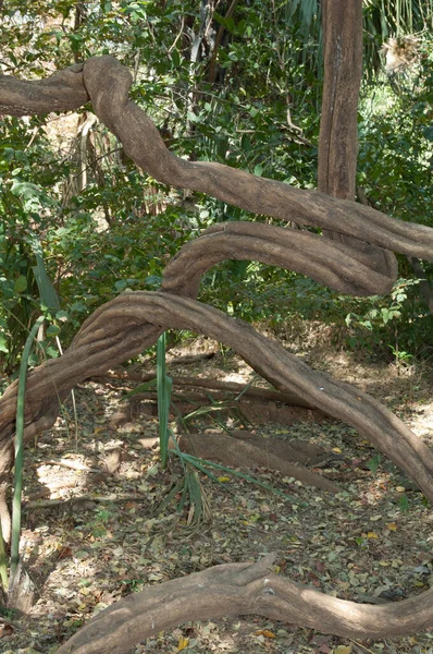 Liana Forest Niokolo Koba National Park Tambacounda Senegal — Stock Photo, Image