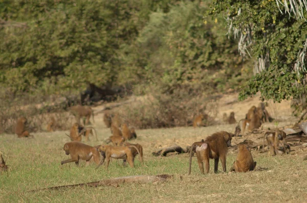 Guinea Baboons Papio Papio Meadow Niokolo Koba National Park Tambacounda — Foto de Stock
