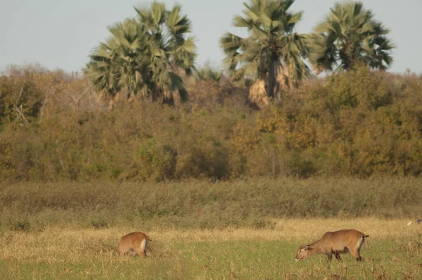 Sing Sing Waterbuck Kobus Ellipsiprymnus Unctuosus Females Grazing Niokolo Koba — Stockfoto