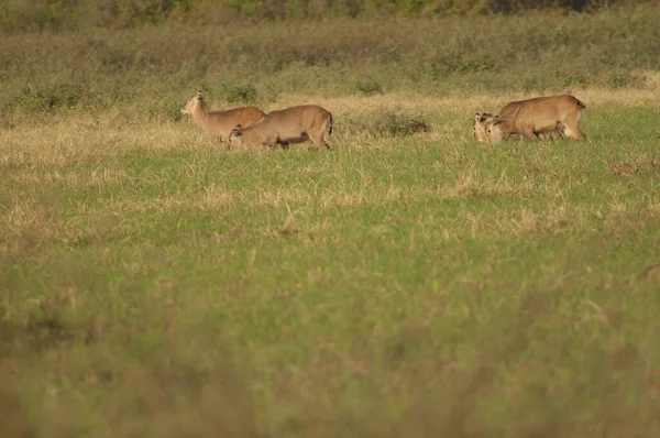 Sing Sing Waterbuck Kobus Ellipsiprymnus Unctuosus Females Grazing Niokolo Koba — 图库照片