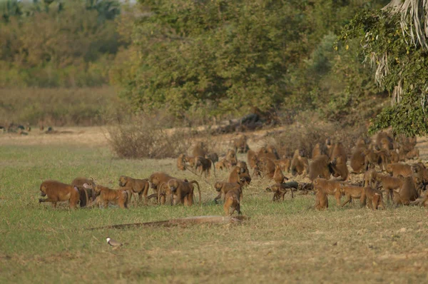 Meerschweinchen Papio Papio Fütterung Niokolo Koba National Park Tambacounda Senegal — Stockfoto