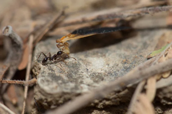 Ant Carrying Food Anthill Natural Reserve Popenguine Thies Senegal — Photo