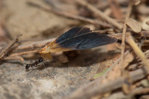 Ant Carrying Food Anthill Natural Reserve Popenguine Thies Senegal — Stok fotoğraf