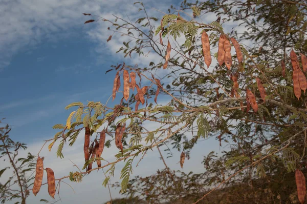 Branches Pods Flame Thorn Senegalia Ataxacantha Natural Reserve Popenguine Thies — Stockfoto