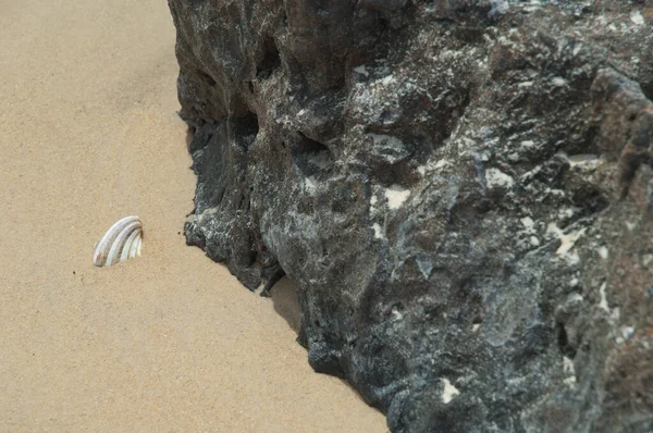 Раковина Похоронена Песке Камне Природный Заповедник Попенгине Твоих Сенегал — стоковое фото