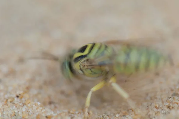 Sand Wasp Bembix Digging Hole Nest Construction Pictur Blur Suggest — Stockfoto
