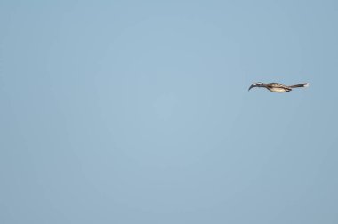 Afrikalı gri boynuz gagalı Tockus nasutus. Erkek inişi. Popenguine 'in Doğal Rezervi. Thies. Senegal.