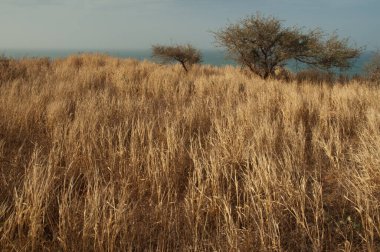 Popenguine 'in Doğal Rezervi' ndeki Savannah manzarası. Thies. Senegal.