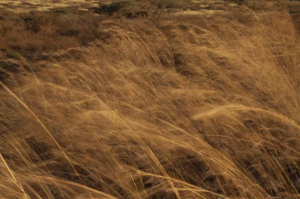 Grass Moved Wind Picture Blur Suggest Movement Natural Reserve Popenguine — Foto de Stock