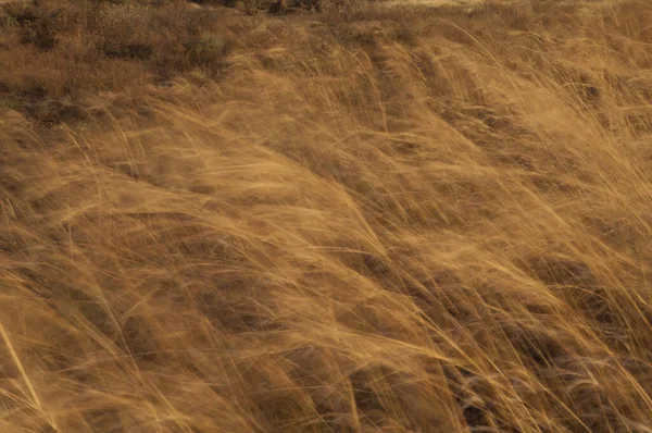 Tráva Pohybovala Větru Rozmazání Obrazu Naznačuje Pohyb Přírodní Rezervace Popenguine — Stock fotografie
