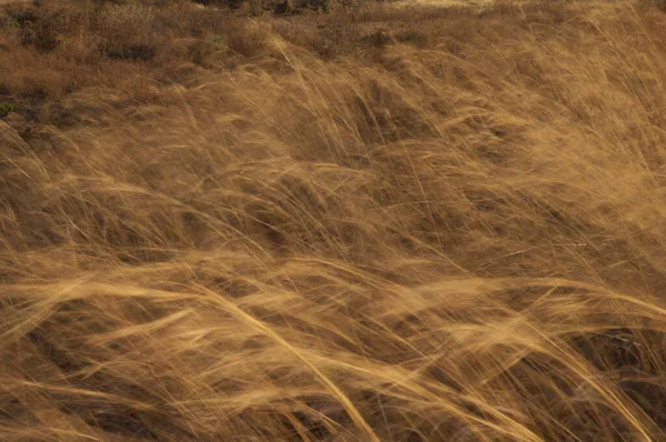 Relva Movida Pelo Vento Desfoque Imagem Para Sugerir Movimento Reserva — Fotografia de Stock