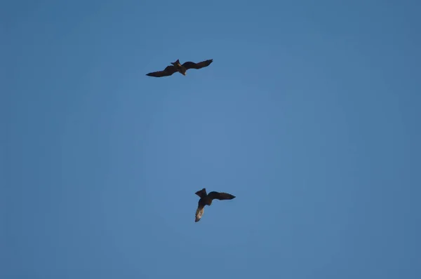Black Kites Milvus Migrans Flight Natural Reserve Popenguine Thies Senegal — Stock fotografie