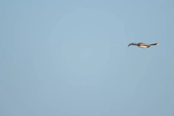 African Grey Hornbill Tockus Nasutus Male Landing Natural Reserve Popenguine — Stock Photo, Image