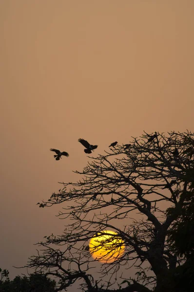 Pied Crows Corvus Albus Arriving Roosting Site Sunset Dakar Senegal — Φωτογραφία Αρχείου