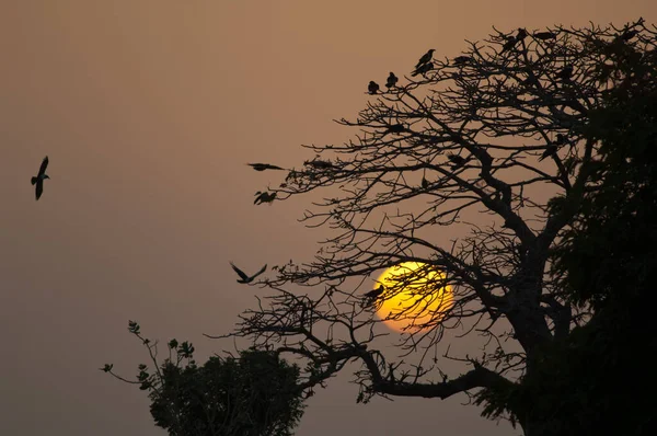 Pied Crows Corvus Albus Roosting Site Sunset Dakar Senegal — 스톡 사진