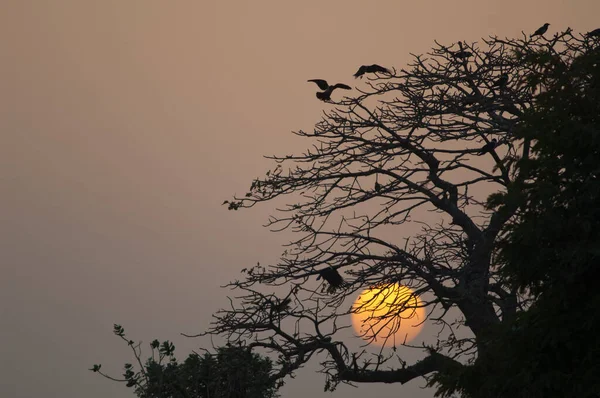 Pied Crows Corvus Albus Arriving Roosting Site Sunset Dakar Senegal — ストック写真