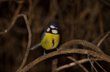 African blue tit Cyanistes teneriffae hedwigii. The Nublo Rural Park. Tejeda. Gran Canaria. Canary Islands. Spain.