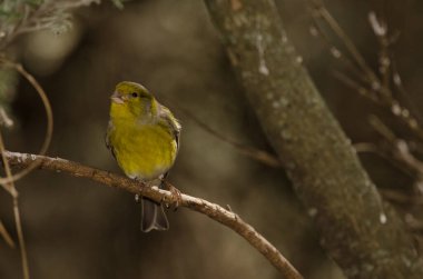 Erkek Atlantik kanaryası Serinus kanaryası. Nublo Kırsal Parkı. Tejeda. Büyük Kanarya. Kanarya Adaları. İspanya.