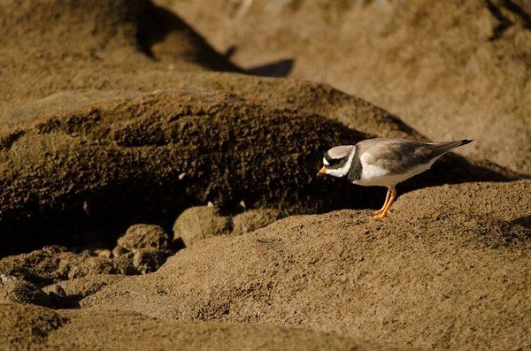 Common Ringed Plover Charadrius Hiaticula Arinaga Beach Aguimes Gran Canaria — 图库照片