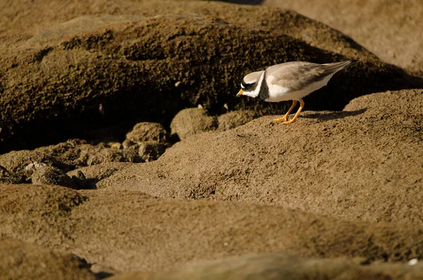 Common Ringed Plover Charadrius Hiaticula Arinaga Beach Aguimes Gran Canaria — Photo