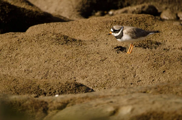 Common Ringed Plover Charadrius Hiaticula Arinaga Beach Aguimes Gran Canaria — 图库照片