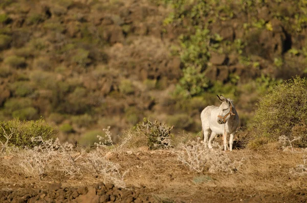 Donkey Equus Africanus Asinus Gran Canaria Canary Islands Spain — 스톡 사진