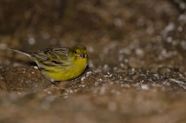 Männlicher Atlantischer Kanarienvogel Serinus Canaria Der Ländliche Park Von Nublo — Stockfoto