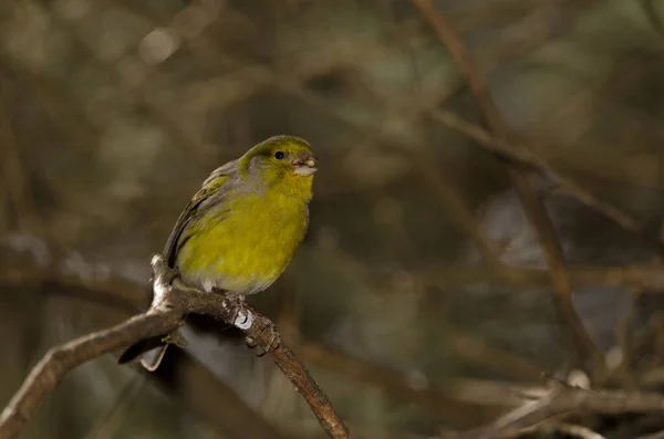 Kanaryjski Kanarek Serinus Canaria Zjada Ziarno Park Wiejski Nublo Tejeda — Zdjęcie stockowe