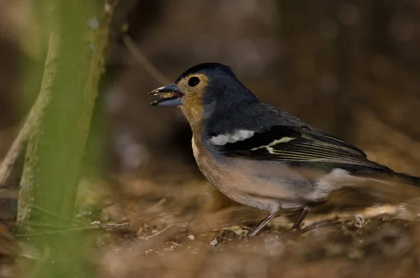 Common Chaffinch Fringilla Coelebs Canariensis Male Eating Seed Nublo Rural — стоковое фото