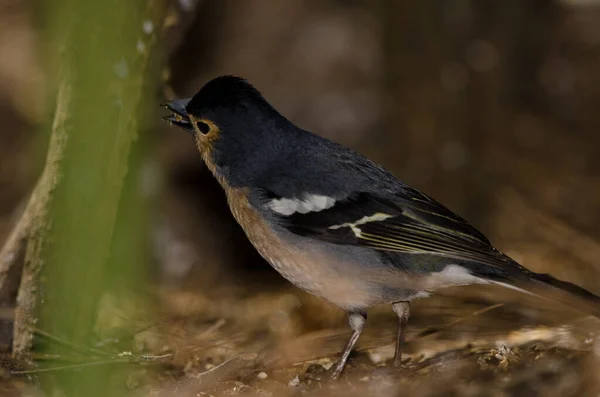 Közönséges Csörlő Fringilla Coelebs Canariensis Hím Magot Eszik Nublói Vidéki — Stock Fotó