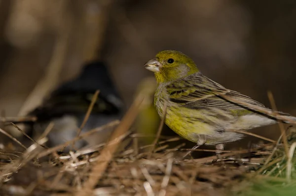 Atlantic Canary Serinus Canaria Eating Seed Common Chaffinch Background Tejeda — 图库照片