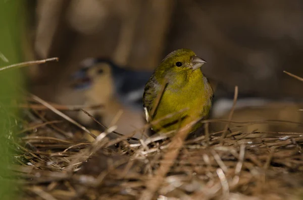 Male Atlantic Canary Serinus Canaria Common Chaffinch Background Nublo Rural — Φωτογραφία Αρχείου