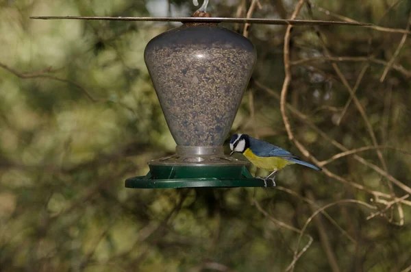 African Blue Tit Cyanistes Teneriffae Hedwigii Eating Seeds Bird Feeder — Stok fotoğraf